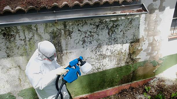 Mold Remediation service in Upper Black Eddy, Upper Black Eddy, PA
